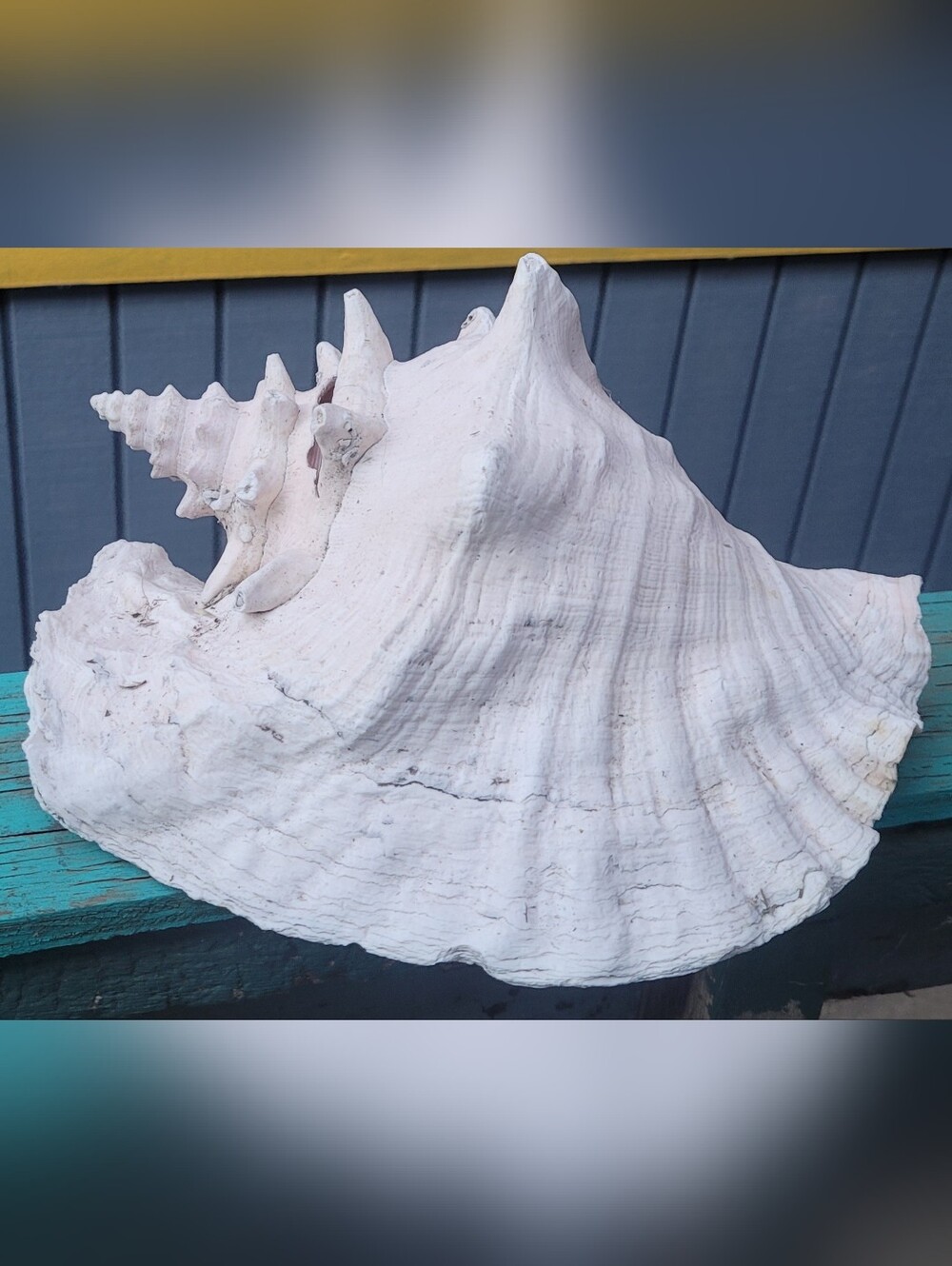 Large Pink and White Conch Shell - Picture 4 of 6